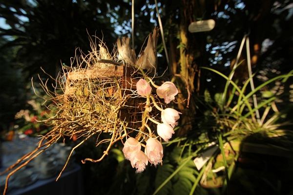 Phalaenopsis   051.jpg